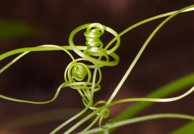 Taze yeşil, karmaşık yabani salatalık filizleri koyu bulanık odak arkaplanına yakın.