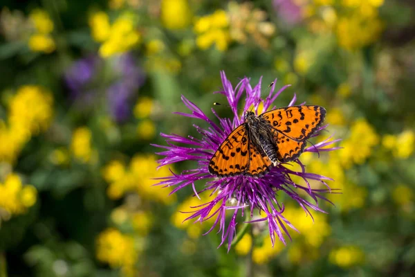 Red butterfly Spotted Fritillary on the flower. — Stock Photo, Image