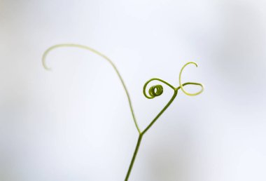 Genç yeşil sarmal kıvrımlı filizli soyut arkaplan ya da seçici bulanık odaklı yaban bitkisinin filizlenmesi.