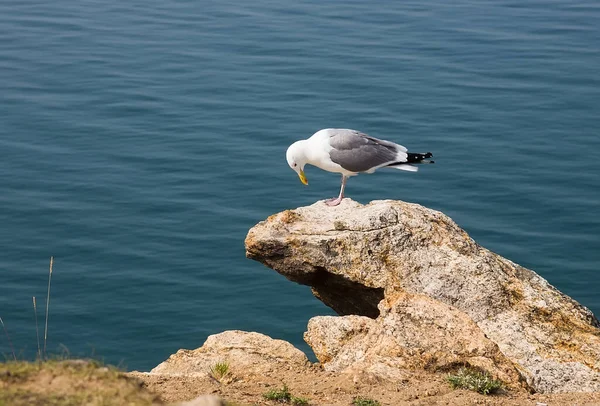 Seagull on the stone near the sea or lake. Background with blue sea water. — Stock Photo, Image