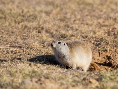 Sahadaki sevimli sincap ya da sincap. Vahşi yaşam ya da Dünya Günü kavramı.