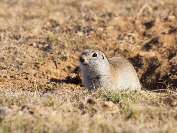 Gopher o ardilla de tierra mirando hacia fuera de su agujero. — Foto de Stock