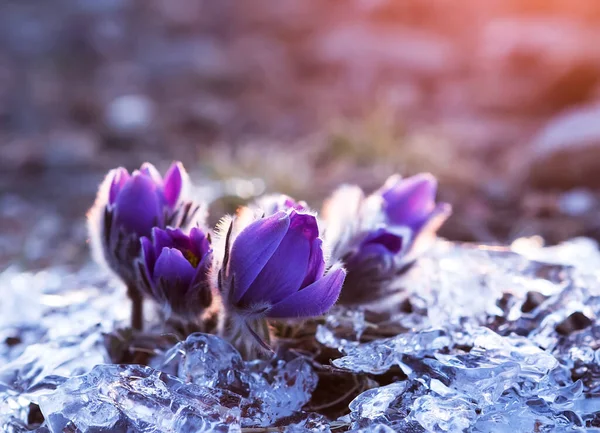 Närbild av de fÃ ¶ rsta vÃ ¥ren violett blommor Pasque blomma och is runt den pÃ ¥Baikal rock. Tidig soluppgång. Royaltyfria Stockbilder
