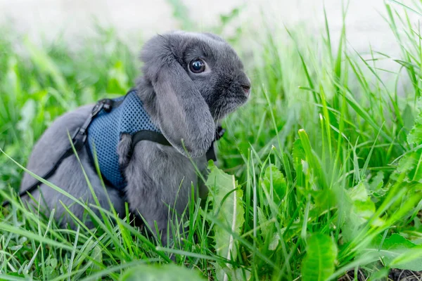 초록빛 가오리같은 회색의 토끼의 — 스톡 사진