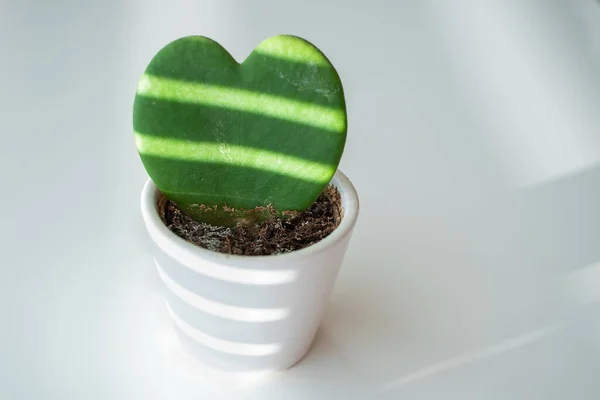 a heart shaped succulent is planted in a white pot on a white table with a window shadow