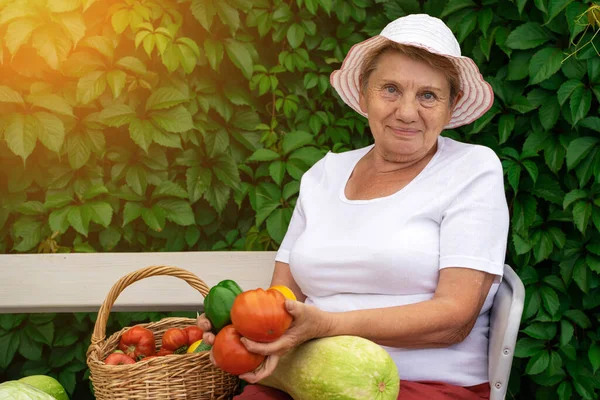 a woman of retirement age holds vegetables from garden ( big zucchini ) in summer in sunny weather
