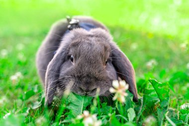 Parlak yeşil çimenlerde tasmalı safkan, dumanlı, evcil bir tavşanın portresi.