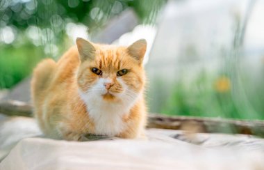 Kırmızı kedi oturuyor ve yeşil, güneşli arka plandaki kameraya bakıyor. Yaz zamanı..