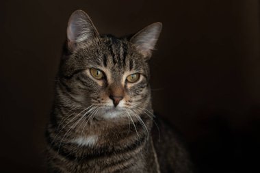 Tasmalı çizgili kedi siyah arka planda kameraya bakıyor.