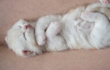 Kızıl İskoç katlı, mavi gözlü kedi yavrusu yerde oturuyor. Sevimli kedi konsepti. Şirin küçük kedi. Prematüre yavru kedi. 