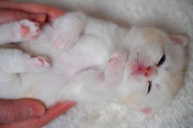 Kızıl İskoç katlı, mavi gözlü kedi yavrusu yerde oturuyor. Sevimli kedi konsepti. Şirin küçük kedi. Prematüre bebek kedicik. Çaresizlik ve zayıflık