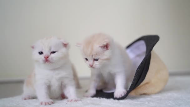 Retrato Familiar Gatitos Pliegue Escoceses Cerca Del Sombrero Después Despertar — Vídeo de stock