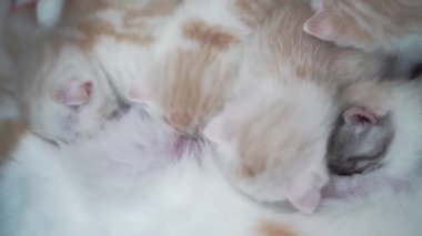 Küçük İskoç kedisini emziriyor, kedicikleri katlıyor.