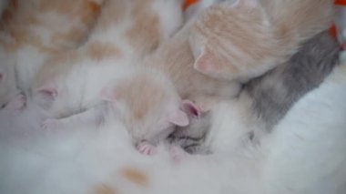 Küçük İskoç kedisini emziriyor, kedicikleri katlıyor.