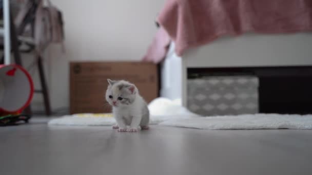 Iluminación Natural Sombra Borroso Escocés Gris Doble Gatito Suelo Delante — Vídeos de Stock