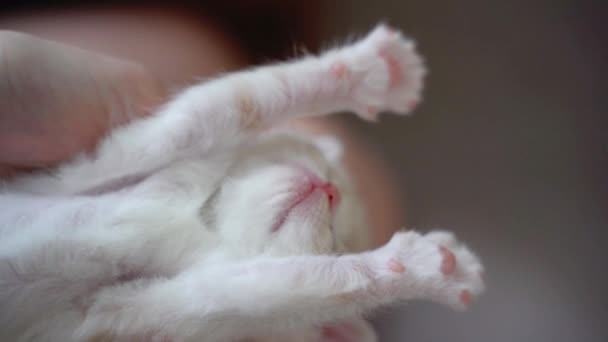 Schotse vouw kitten wakker, geeuwen en stretching. kitten liggend in grappige pose op vrouwen hand. gelukkig schattig kat huisdier — Stockvideo