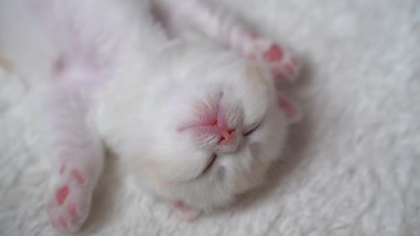 Bianco scozzese fold gattino svegliarsi, sbadigliare e stretching. gattino sdraiato in posa divertente sul tappeto. felice adorabile gatto animale domestico — Video Stock