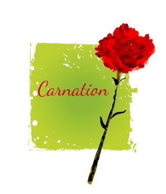 Çiçek karanfil resimli kartpostal