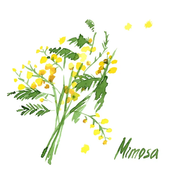 Mimosa dessiné à la main — Image vectorielle