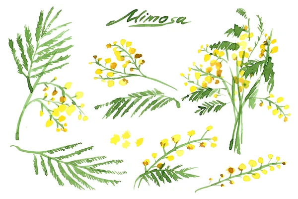 Çizilmiş Mimosas kümesi