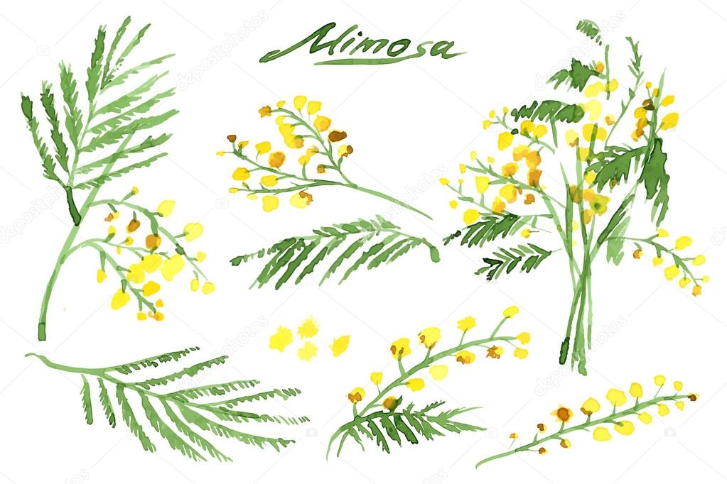 Set of Hand-Drawn Mimosas