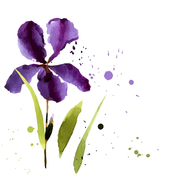 Iris de acuarela sobre fondo blanco — Vector de stock