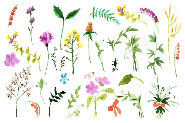 kır çiçekleri koleksiyonu