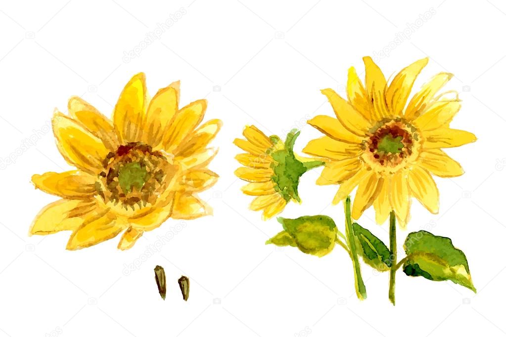 yellow watercolor sunflowers