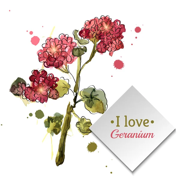 Aquarel bloeiende geranium — Stockvector