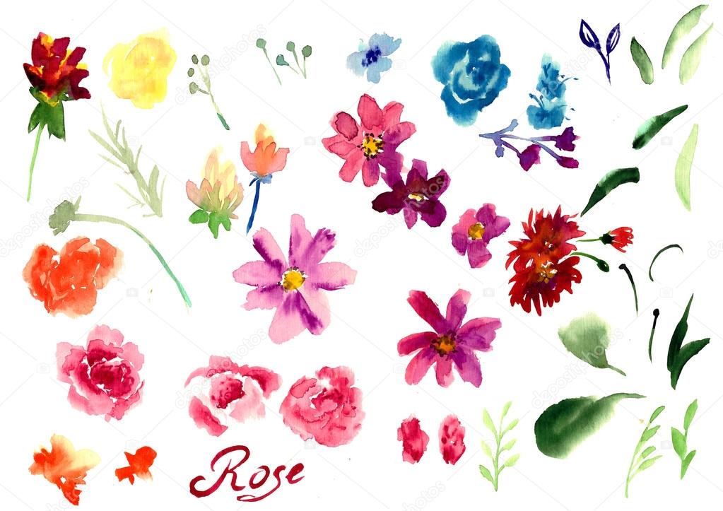 Watercolor flowers against white background