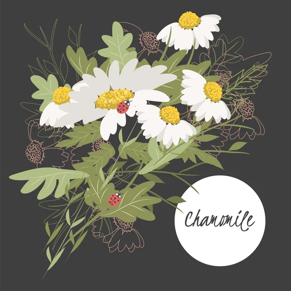Ilustración con hermosas flores de manzanilla — Vector de stock