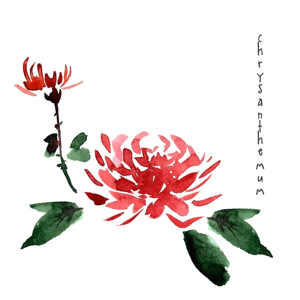 Red chrysanthemum watercolor flower — ストック写真