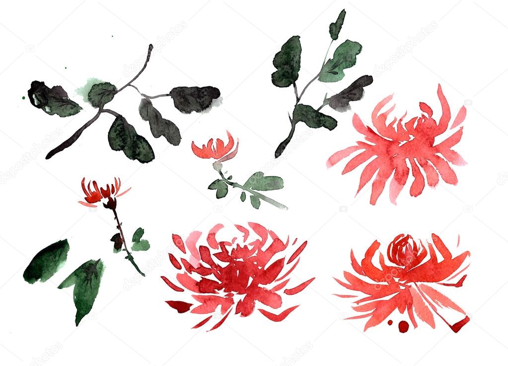 Red chrysanthemum watercolor flowers