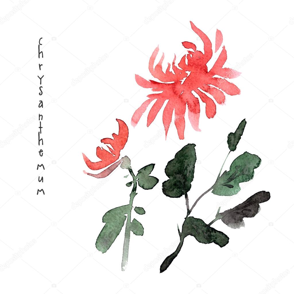 Red chrysanthemum watercolor flowers