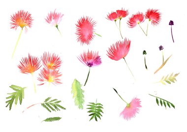 Mimoza Albizia julibrissin yapraklar ve çiçekler