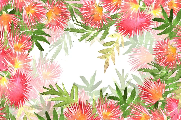 Mimosa listoví a květiny — Stock fotografie