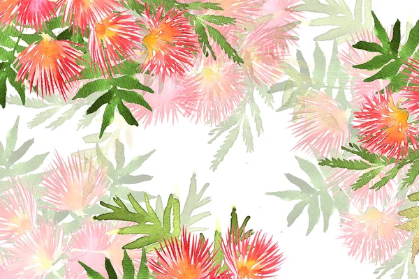 Follaje y flores de Mimosa —  Fotos de Stock