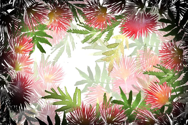 Мимоза листва и цветы — стоковое фото