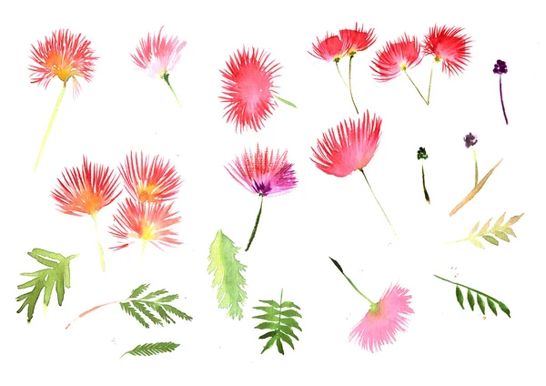 Mimosa Albizia julibrissin folhagem e flores — Fotografia de Stock