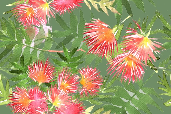 Folhagem e flores de Mimosa — Fotografia de Stock