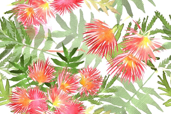 Mimosa bladverk och blommor — Stockfoto