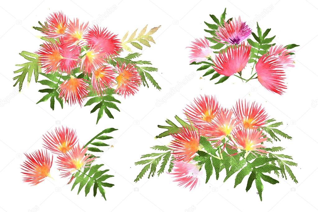 Mimosa foliage and flowers