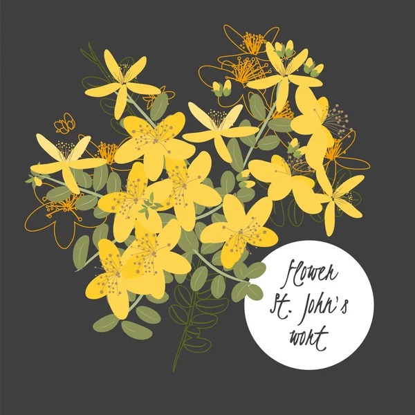 Floral St.John Wort vintage achtergrond — Stockvector