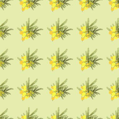 Çiçek Mimoza arka plan