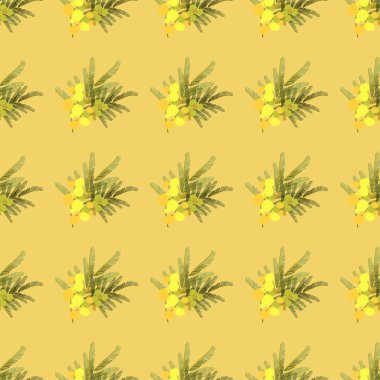 Çiçek Mimoza arka plan