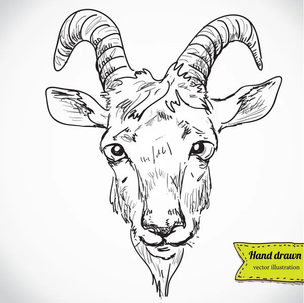 Cabeza de cabra dibujada a mano — Archivo Imágenes Vectoriales