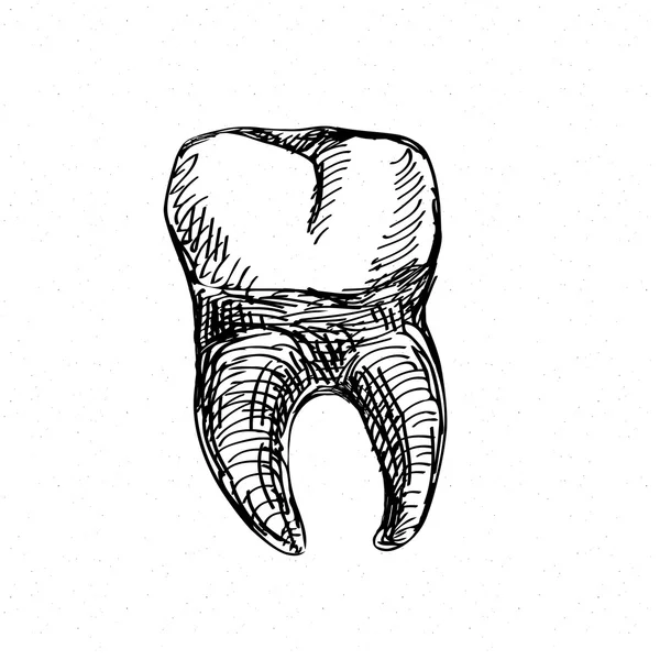 Icona del dente isolata sul bianco. Illustrazione vettoriale schizzo disegno a mano — Vettoriale Stock