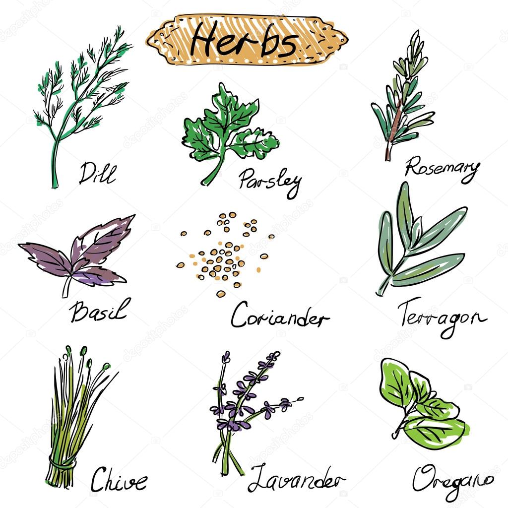Herbs set, vector hand drawn illustration