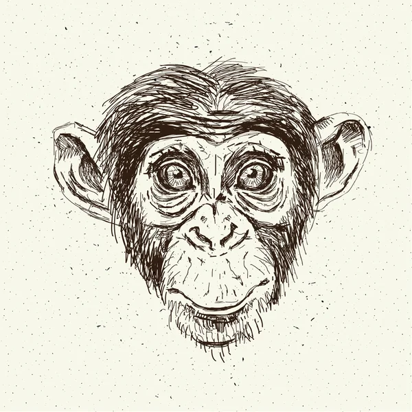 Sketch monkey face. — Stock Vector