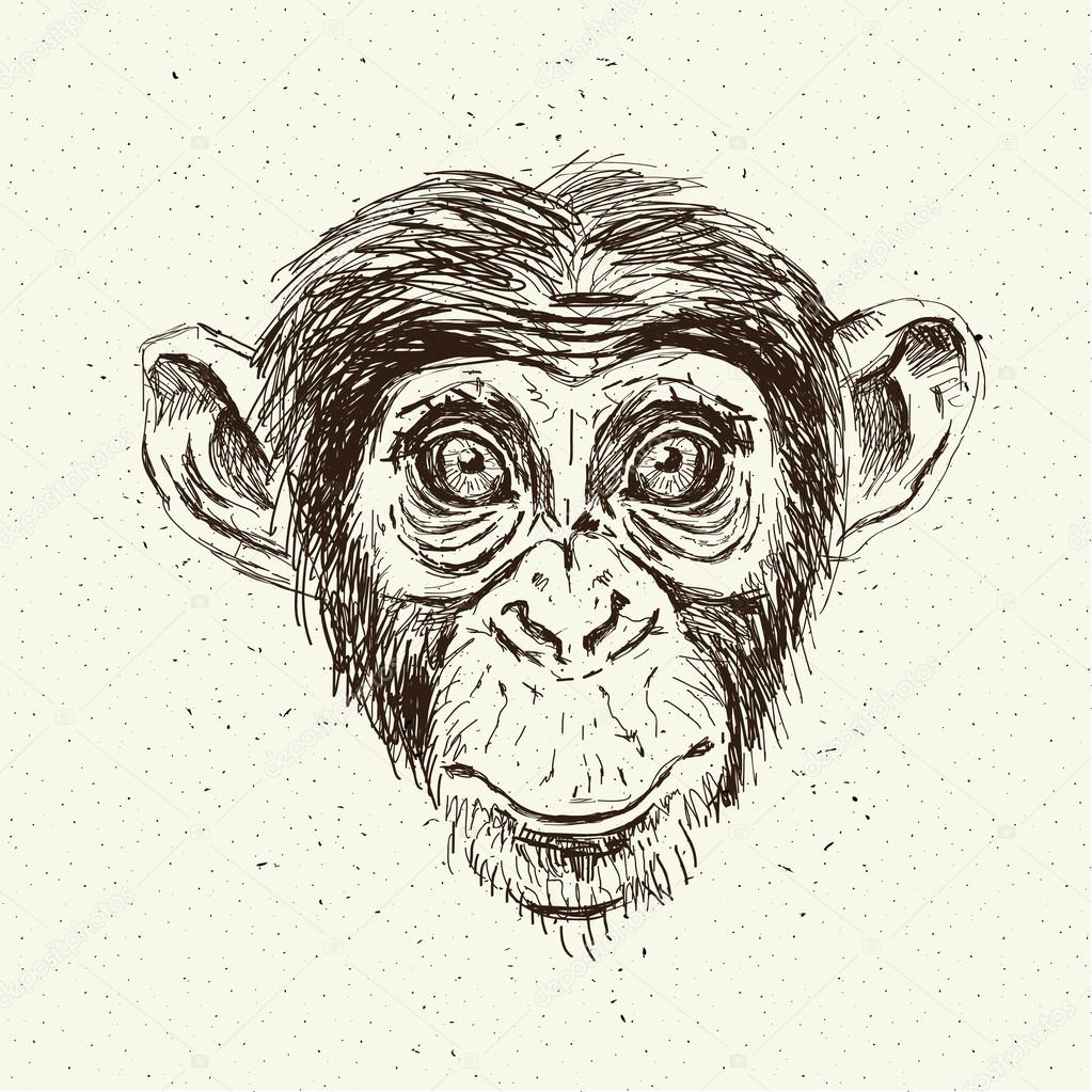 Sketch Monkey Sketch Monkey Face Stock Vector C Iriskana